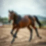 Thoroughbred horse showcasing athleticism